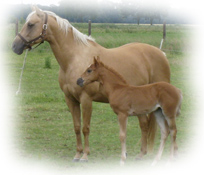 Pedigree -Cattins Golden Angel-, Blondi mit Fohlen